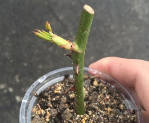 月季冬天也能扦插,只需给它做好几个细节,照样能生根发芽