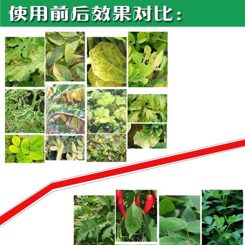 黄叶烂根死苗一喷绿叶面肥蔬菜花卉果树植物通用绿叶