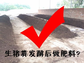 养猪场猪粪还不知道如何处理 1个简单方法让猪粪变有机肥料