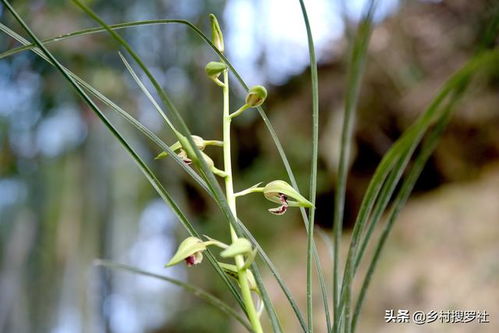 兰花种植中兰叶出现黄斑,先喷药还是先施肥 这样操作效果会更好