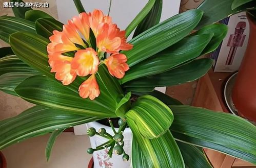 秋季如何养君子兰不夹箭 注意4点,植株越长越旺盛