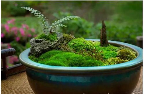 哪些植物能代替水草泥养花
