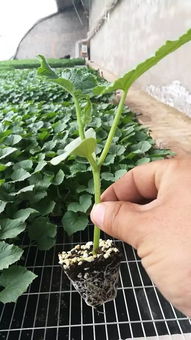 靖边这家专业育苗基地可现场挑选辣椒 番茄 黄瓜等幼苗,要多少拿多少,一律低于市场价