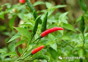 辣椒开花结果期哪些农药不能用