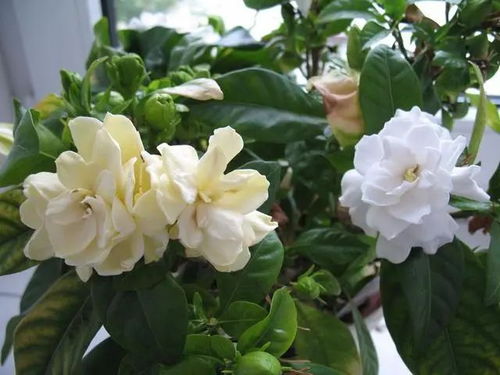 邻居张奶奶养栀子花,花大味浓,年年开爆盆,原来她做对了3件事