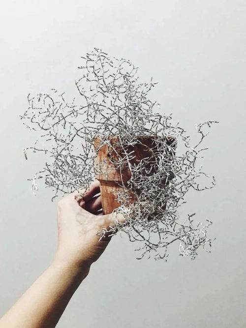 银巢的养护技巧
