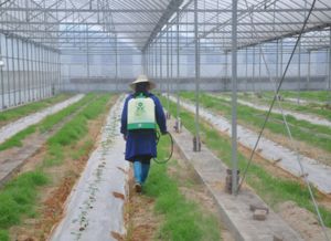 日光温室大棚养花中农药使用注意事项