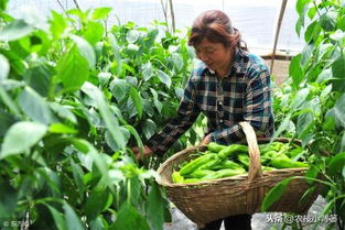 辣椒种植如何提高开花坐果率 如何避免辣椒落花落果的发生