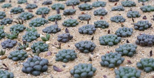 河沙可以种植什么植物