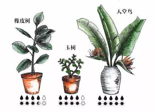 回答5个问题,教你正确选择室内绿植