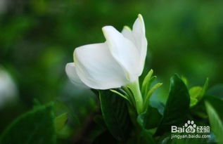 栀子花的养护方法