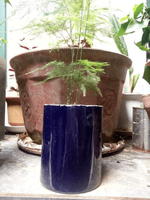 瓷盆养花越养越瞎,养花选盆别用瓷盆,花都养死了