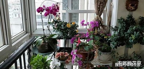 2种 霉运花 不要养家里,虽说无伤大雅,却安全 隐患 多