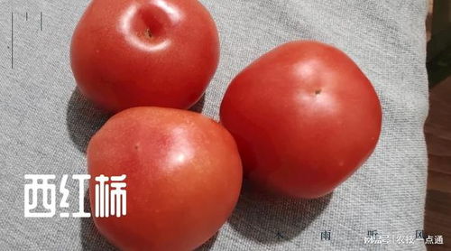 草木灰在西红柿种植中的妙用,怎样用效果更好