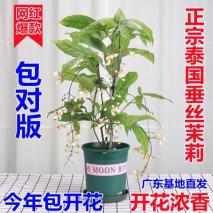网红盆栽 垂丝茉莉 花如群蝶飞舞,香气四溢怡人,适合新手