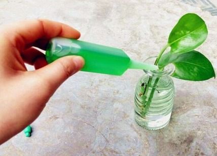 植物营养液可以喷洒植物叶子上吗