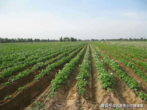 土豆黄叶死苗怎么用药 软腐烂根病怎样处理 土豆根腐病用什么预防
