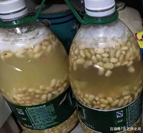 煮熟的黄豆能直接埋在土中当肥料吗 3大危害,4个改良措施
