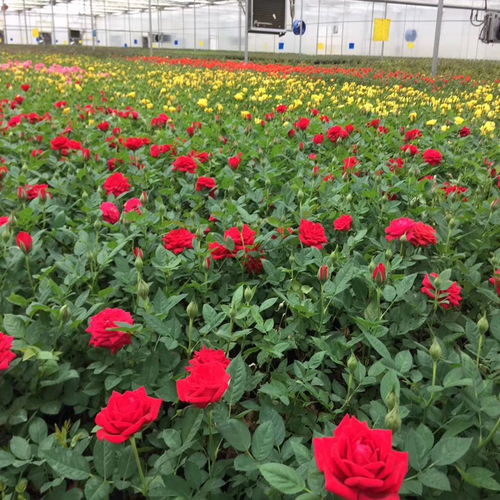 昆明鲜花批发市场哪里最便宜