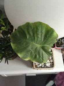 装修用的沙子是河沙吗 用来种花可以吗