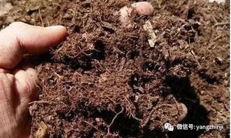 怎样自制营养土