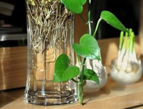 水培植物的营养液的成分是什么