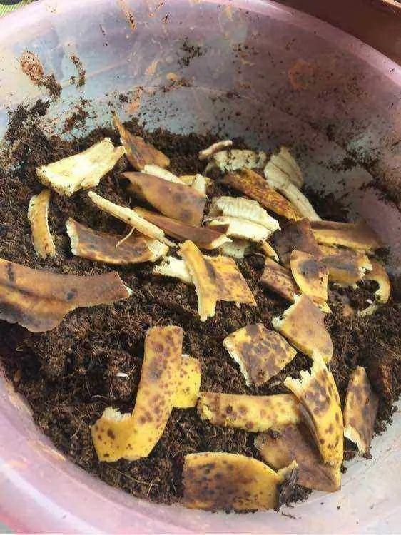 土里没营养了,埋一把渣子,立马肥的流油