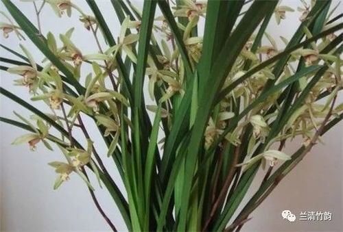 兰花怎么浇水 兰花一年四季浇水方法,环境气候决定浇水频率 夏季多浇