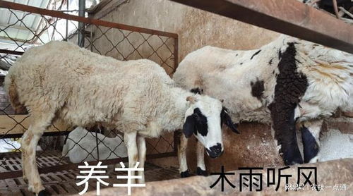 羊粪为什么不能直接施肥 羊粪怎样发酵成优质有机肥 发酵的方法