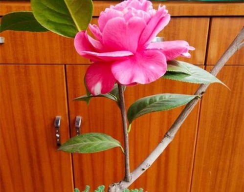 别只会养月季, 此花 栽阳台特美,被誉为 传统名花 ,值得养