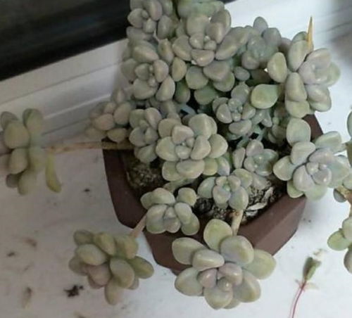 3种大型植物真好扦插,简单扦插,以后这些都不用花钱买