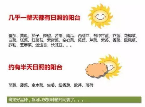 在自家阳台种菜的几个小技巧,掌握好了长出来的菜吃不完