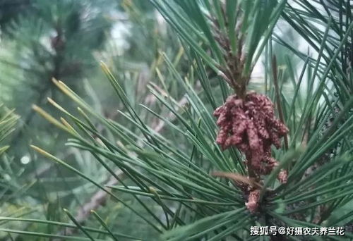 腐殖土适合种什么植物