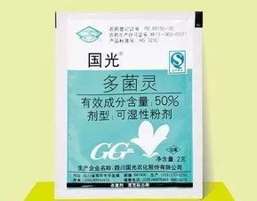 绿萝蟹爪兰盆里掺点它,不招虫猛长个,年年开爆盆