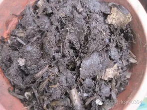 自制腐殖土里面有虫怎么办
