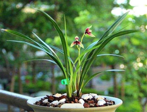 夏天养兰花,5个雷区不能碰,难怪黄叶还烂根,学会了叶绿花美