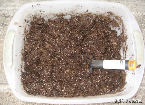 养花要用好土真能事半功倍,自己配的营养土,能让植物快速生长