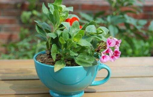 花草 啥时候该浇水,你知道 一个土方法,让你一看便知