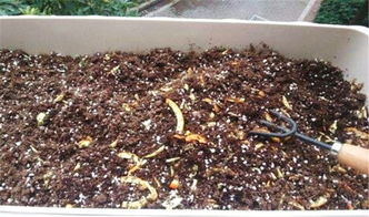 君子兰吃点 时令果 ,叶片绿油油,花箭嗖嗖蹿,开花红艳艳 营养