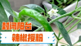 辣椒 番茄授粉 如何让番茄 辣椒通过人工授粉增产