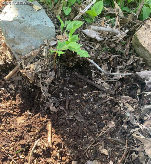 挖点不花钱的土,回家晒一晒,养虎尾兰,2个月爆了5棵幼崽