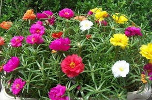 太阳花种子种植方法详细介绍