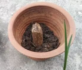 盆里埋1根木棒,根粗得赛萝卜,叶子又肥又绿