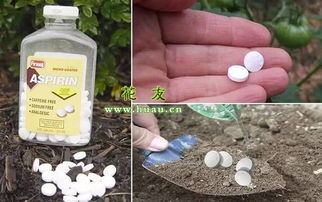 阿司匹林养花九功效,扦插 预防病虫害,万能花药