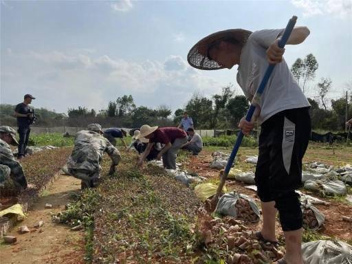 连平县622.5亩违法新种桉树林被彻底铲除