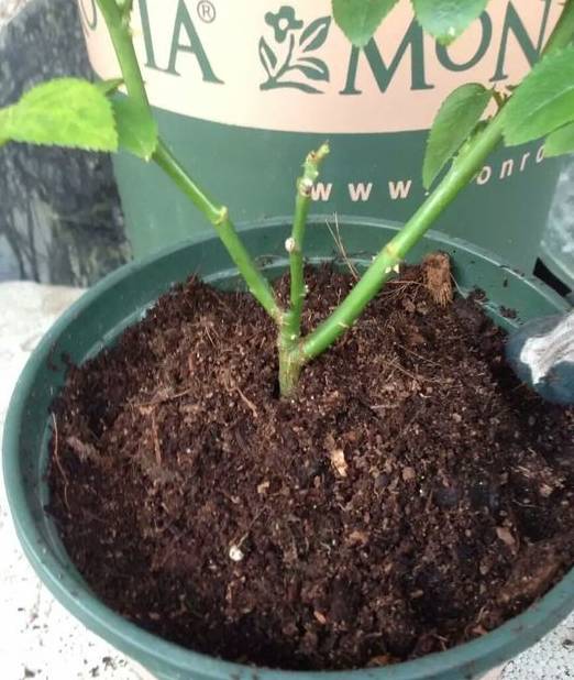 养月季花,做好这 3点 ,保证少生病开花多,一整年都有花赏