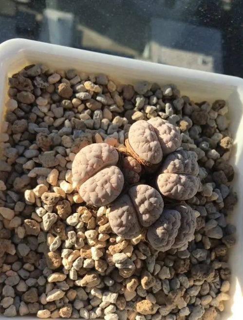 种多肉非要买土吗 不花钱的营养土 腐殖土配松针