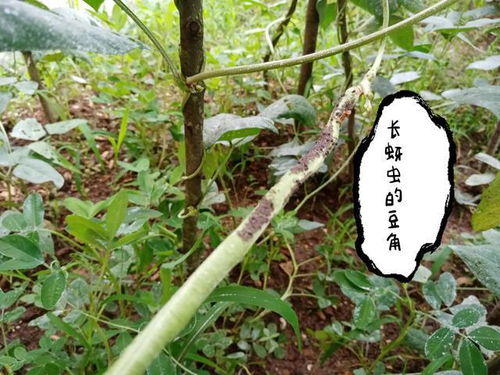 自制生物杀虫制剂防治蚜虫