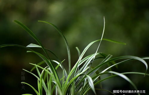 草木灰能当兰花肥料吗 除了钾元素,还有一个更重要的作用