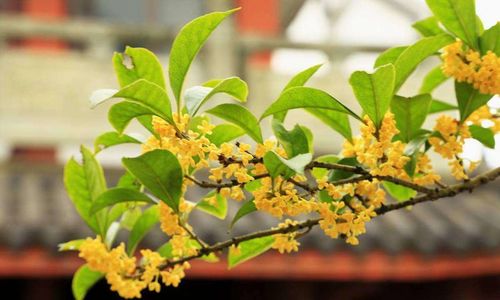 花卉种植技术 进入春季,自家院子里种植的桂花树为什么不开花